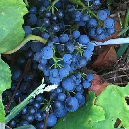 Peaceful, Comfortable Retreat With Pool Holiday home *